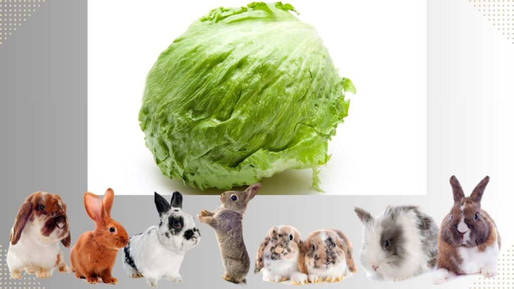 Why Can't Rabbits Have Iceberg Lettuce Hoppy Buddies