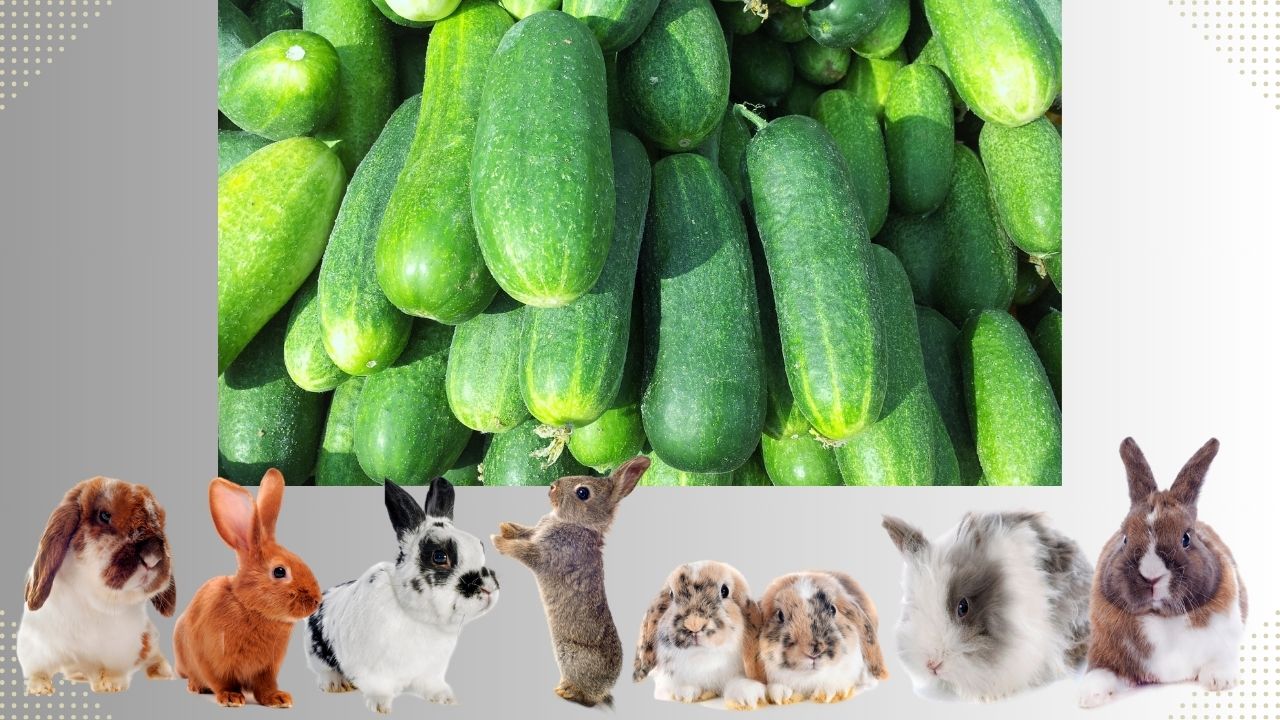 Is Cucumber Good for Rabbits