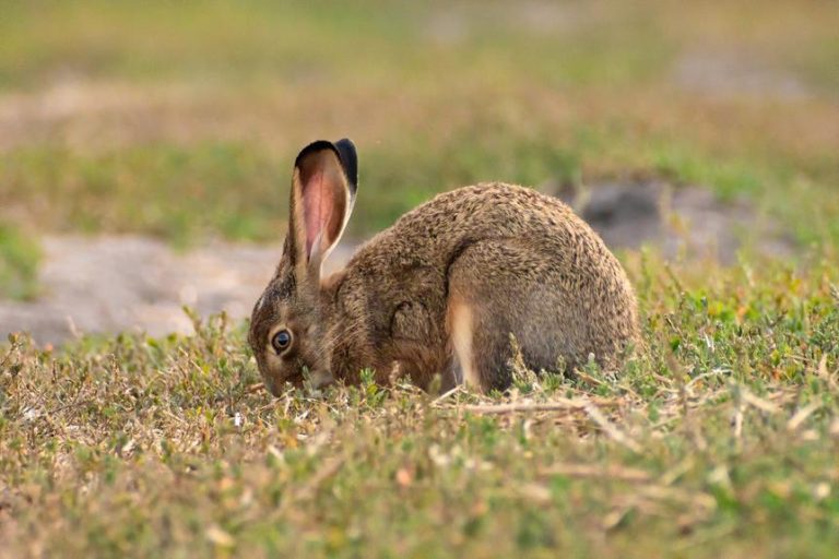 attracting wild rabbits effectively