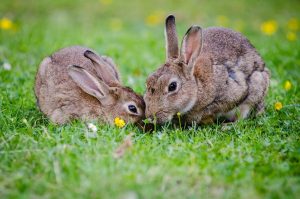 lop rabbit lifespan information