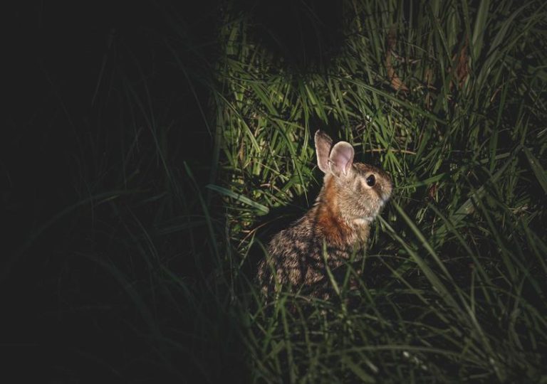 rabbit vision in low light