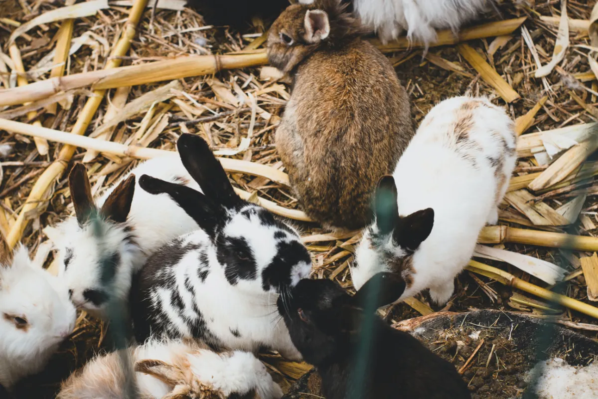 How to Separate Rabbit Poop From Hay
