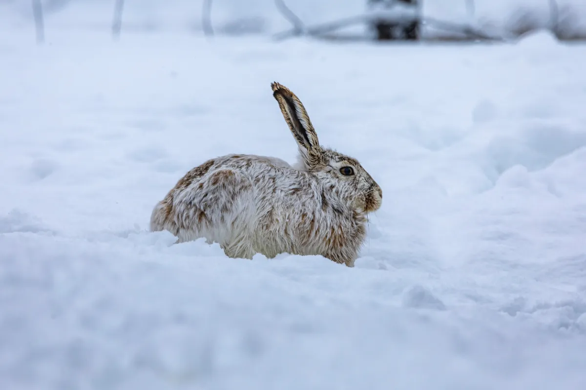 How to Keep Rabbit Warm in Winter Outside