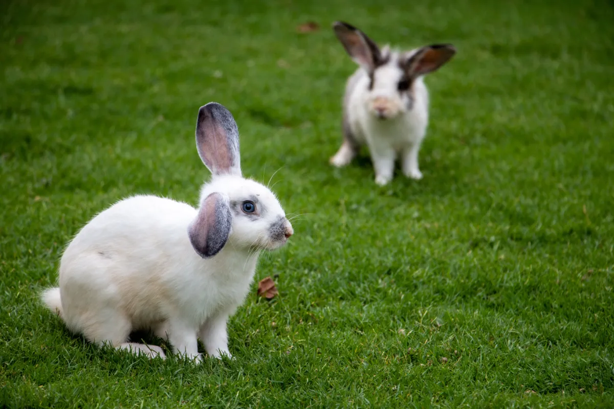What Causes Shock in Rabbits