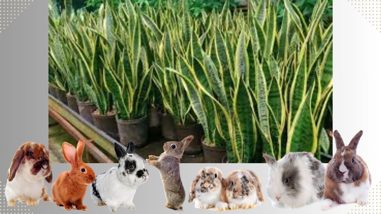 Are Snake Plants Toxic to Rabbits