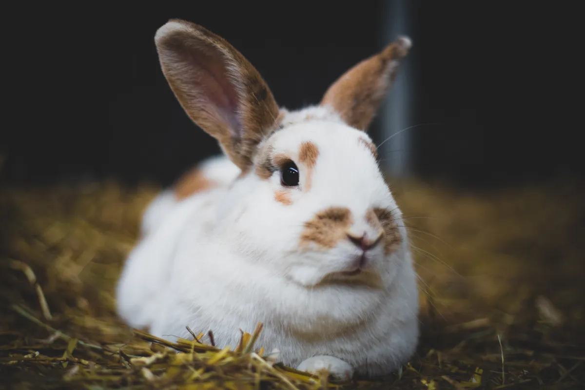 Can a rabbit die from eating too much?
