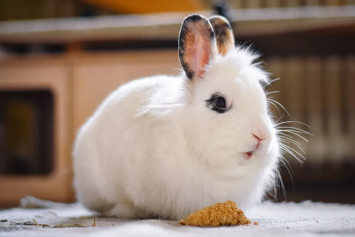 14 Sounds Rabbits Make and What They Mean