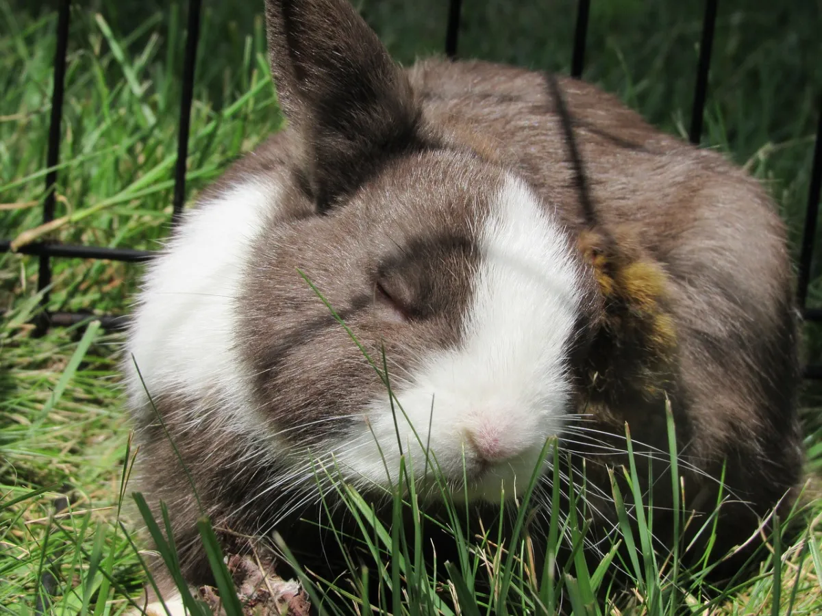 Rabbit Body Language: Meaning Behind 15 Strangest Rabbit Behaviors Rabbits Jaw-Dropping Facts